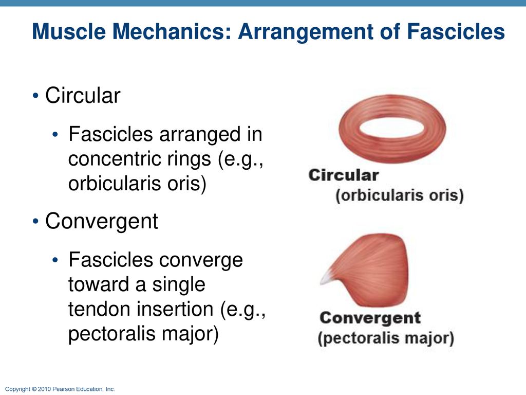 The Muscular System Part A ppt download